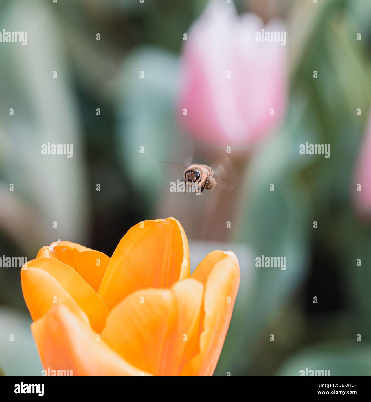 Gelbe Tulpe und Biene Stockfoto