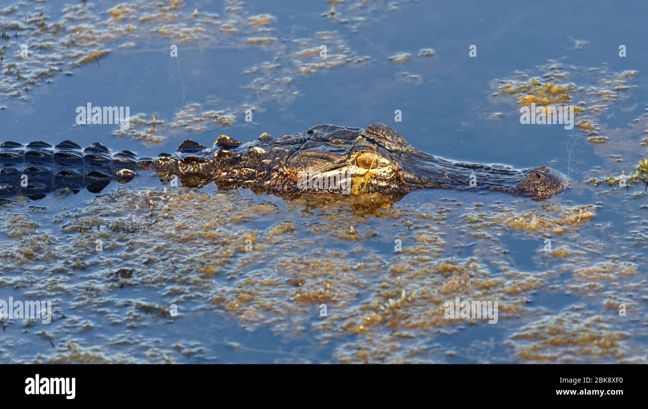 Ein kleiner, wilder amerikanischer Alligator (Alligator mississippiensis) sonnt sich im späten Frühling in den schwingenden Momenten des Sonnenlichts in einem Florida See. Stockfoto