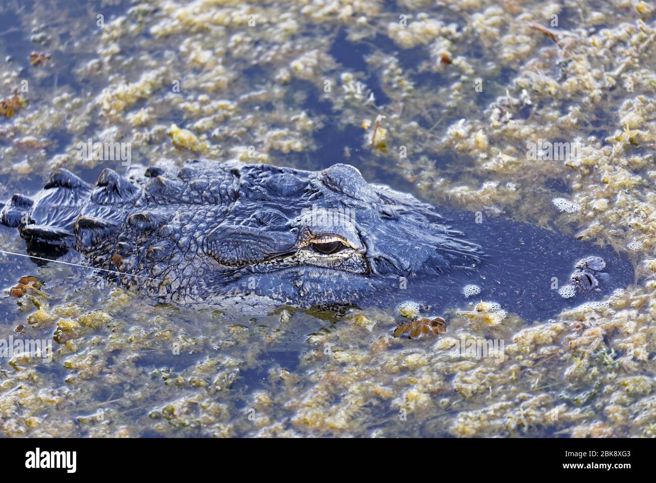 Nahaufnahme eines wilden amerikanischen Alligators (Alligator mississippiensis) zeigt Fischschnur aus seinen Kinnbacken, da dieser große Gator offenbar Haken war Stockfoto
