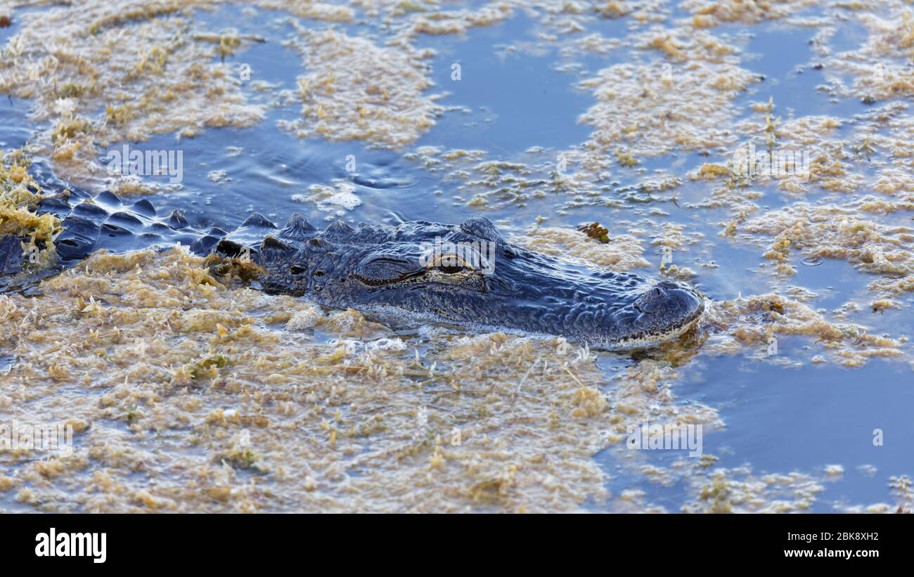 Ein kleiner, wilder amerikanischer Alligator (Alligator mississippiensis) bewegt sich langsam und leise durch Wasserpflanzen auf einem Florida-See. Stockfoto