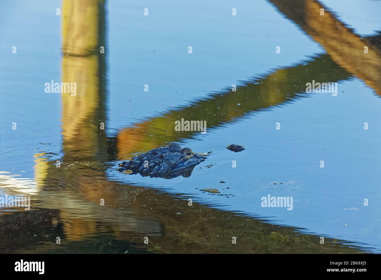 Ein großer amerikanischer Alligator (Alligator mississippiensis) sonnt sich im Schatten einer Promenade, wenn sich der Abend nähert. Stockfoto