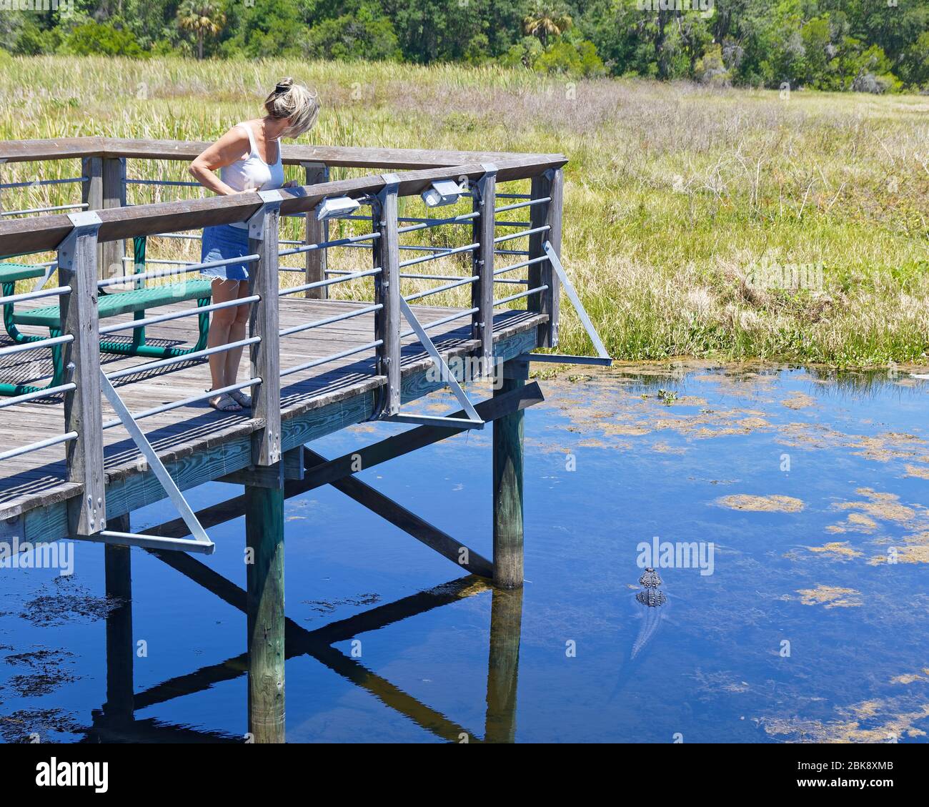 2. MAI 2020, INVERNESS, FL: Eine Frau, die auf einer lokalen Promenade spazieren geht, hält an, um einen großen amerikanischen Alligator im Wasser unter ihr zu bewundern. Stockfoto