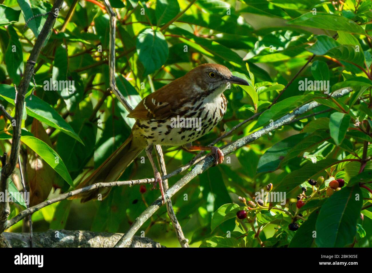 Brauner Thrasher Vogel (Toxostoma rufum) im Busch stehend, Stuart, Florida, USA Stockfoto