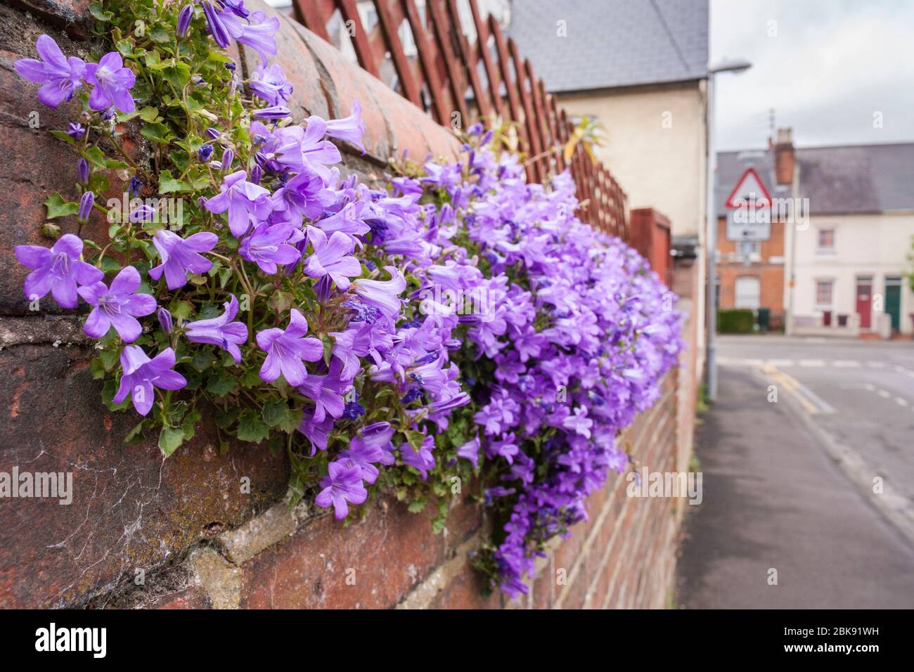 Campanula portenschlagiana, dalmatinische Glockenblume wächst in einer Ziegelmauer in einem Stadtzentrum. England, GB, Großbritannien Stockfoto