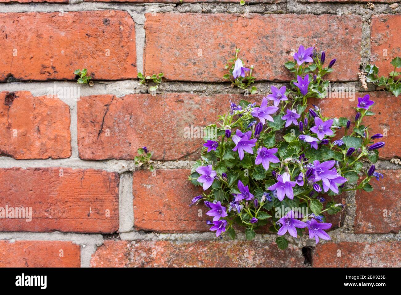 Campanula portenschlagiana, dalmatinische Glockenblume wächst in einer Ziegelmauer in einem Stadtzentrum. England, GB, Großbritannien Stockfoto