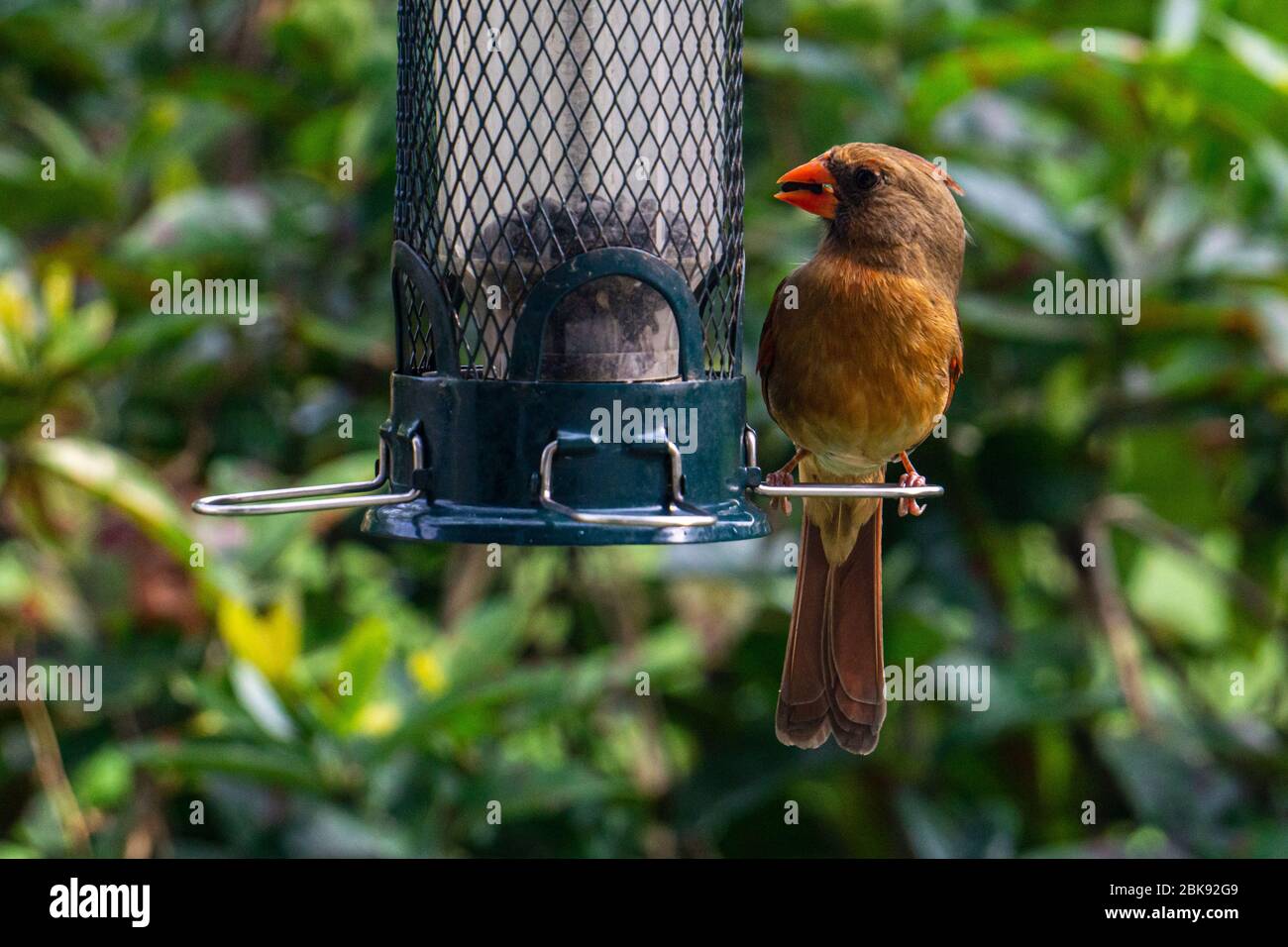 Braun Weibliche Northern Cardinal (Cardinalis cardinalis) sitzt auf einem Hinterhof Vogelfutter Stockfoto