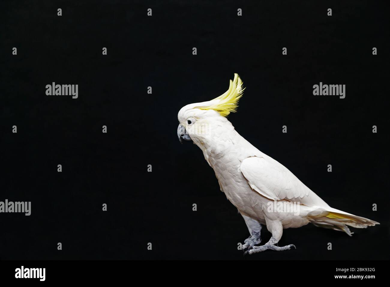 Schwefel Crested Cockatoo posiert isoliert auf schwarz. Stockfoto