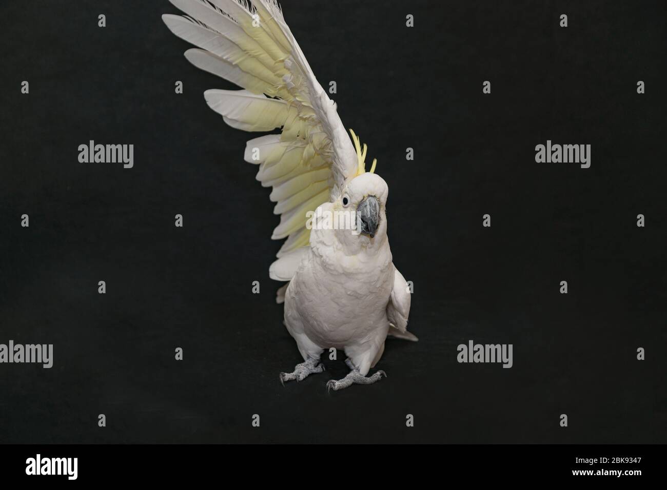 Schwefel Crested Cockatoo posiert isoliert auf schwarz. Stockfoto