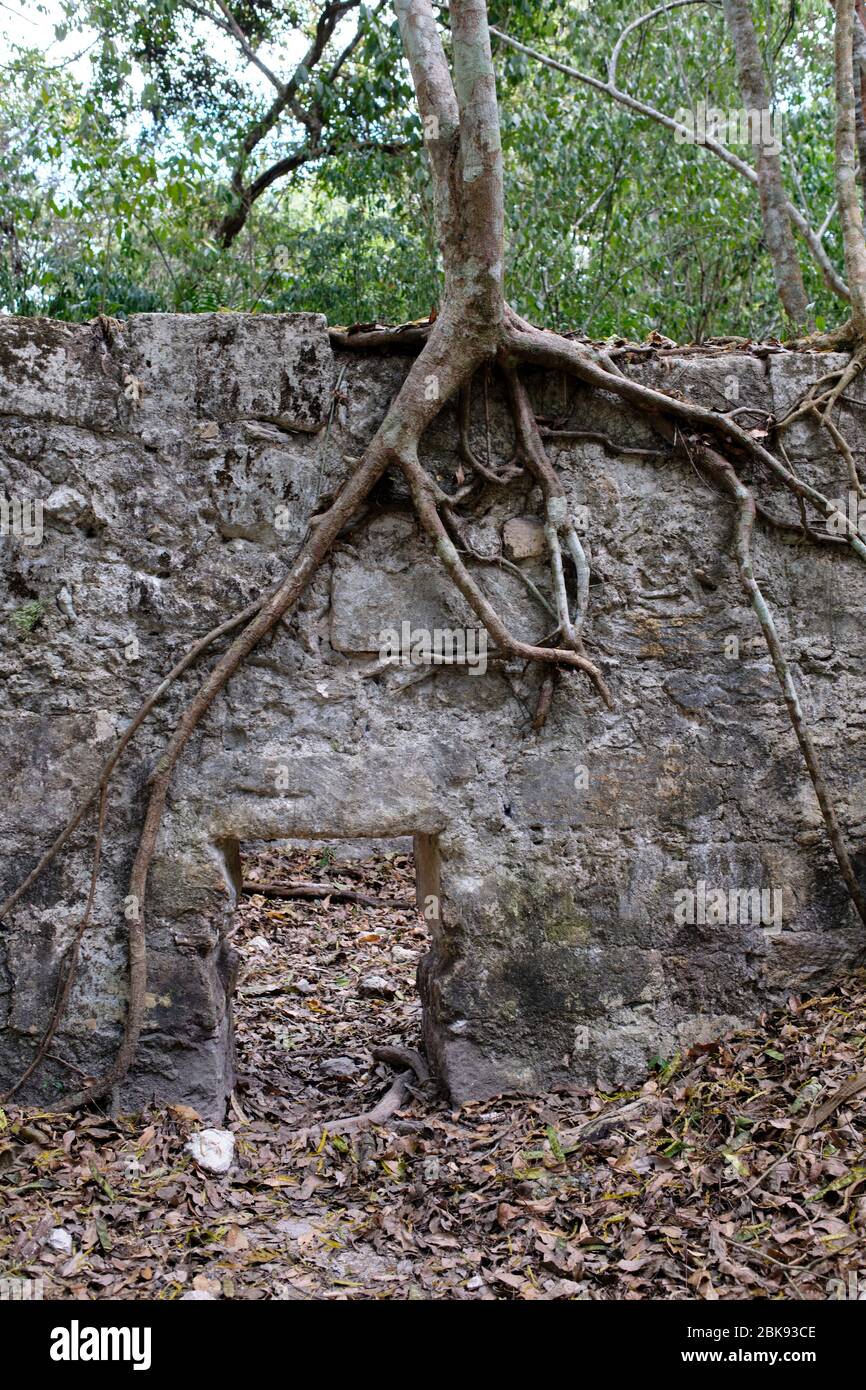 Baum wächst auf den Ruinen einer Mauer der Maya-archäologischen Stätte von Tikal. Stockfoto