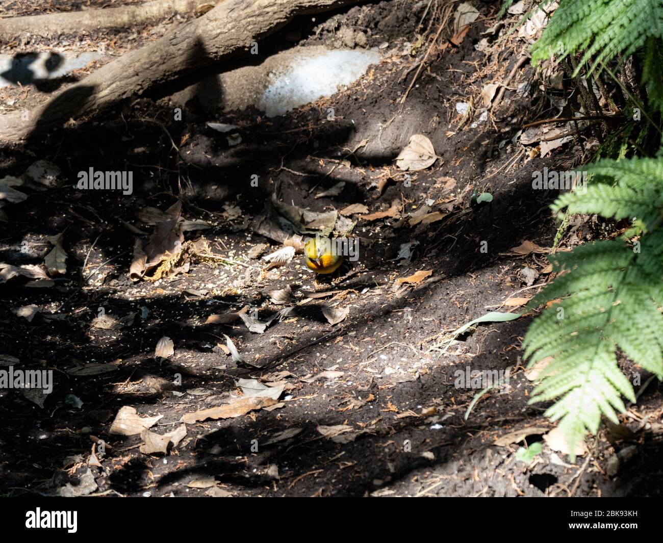 Eine rotschnabelige Leiothrix, Leiothrix lutea, steht auf dem Waldboden, während sie nach Nahrung sucht. Oft als Pekin Robin oder eine chinesische oder japanische Nacht Stockfoto