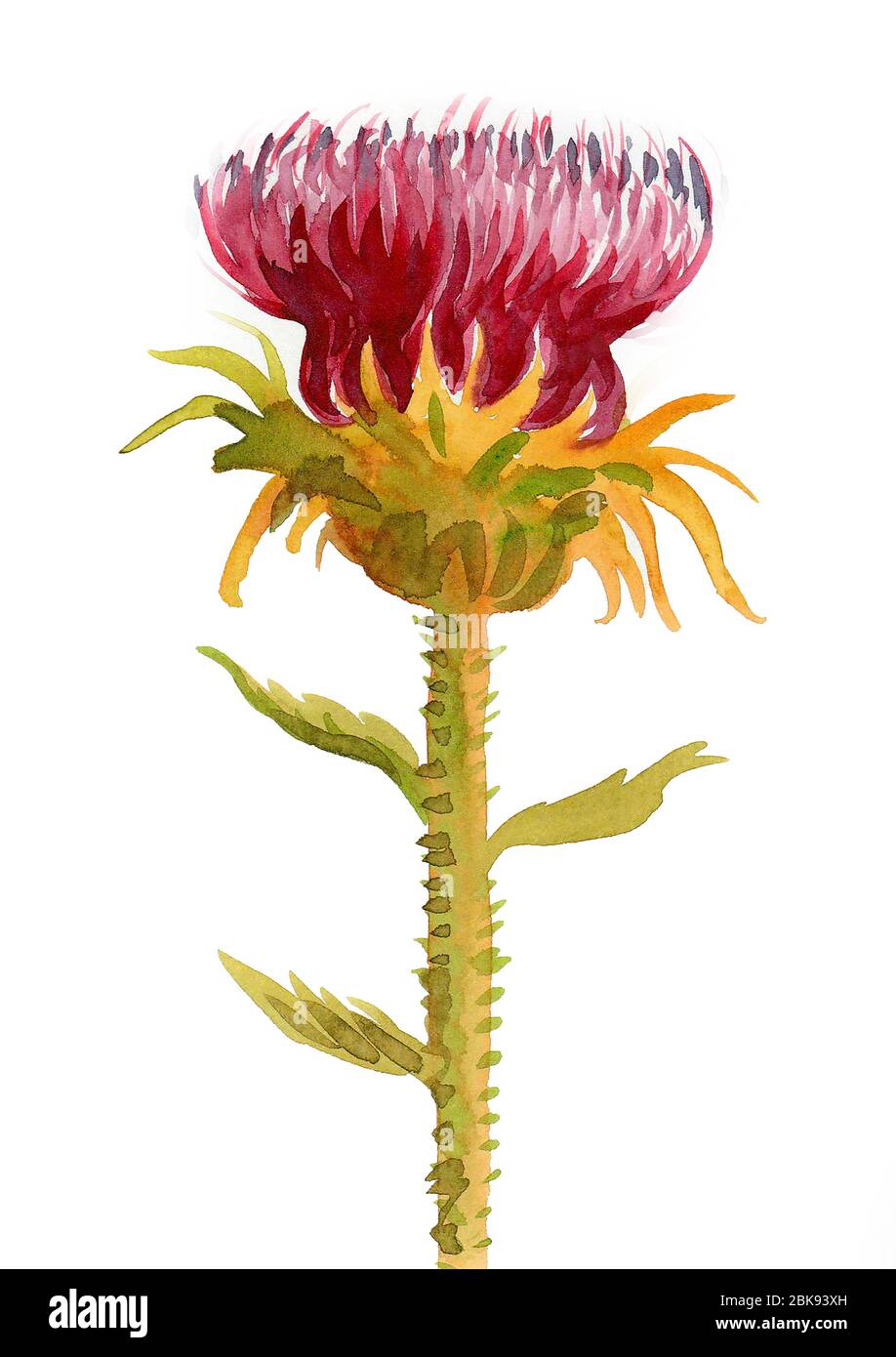 Wilde lila Blume. Aquarellmalerei Stockfoto