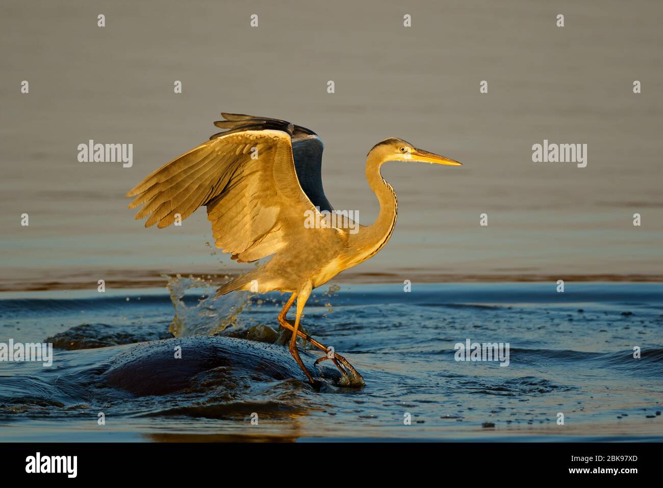 Ein Graureiher (Ardea cinerea) balanciert auf einem Nilpferd im Wasser, Kruger National Park, Südafrika Stockfoto