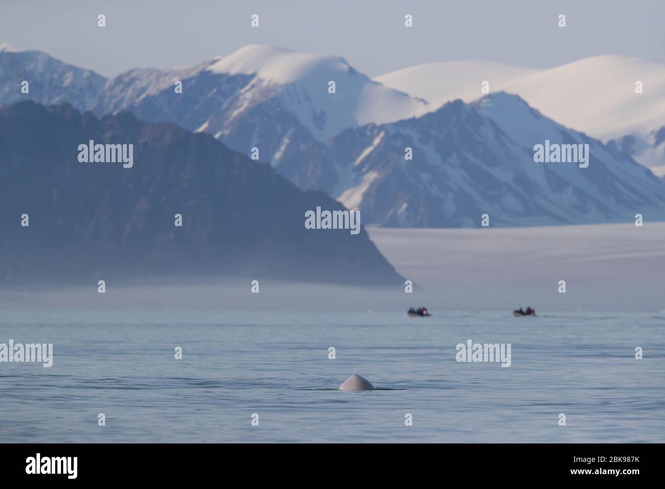 Beluga-Wal und Zodiacs Stockfoto
