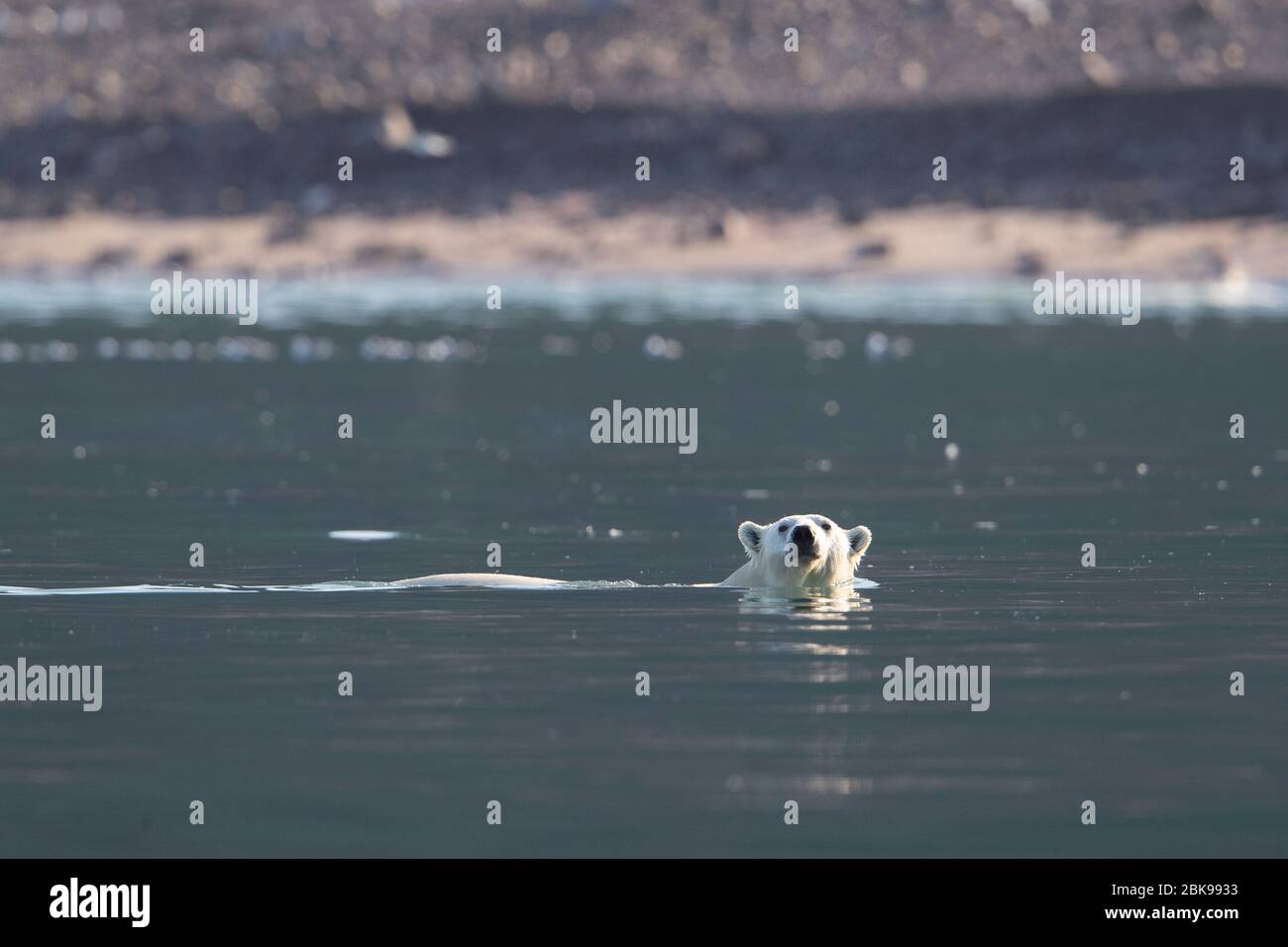 Eisbären schwimmen Stockfoto