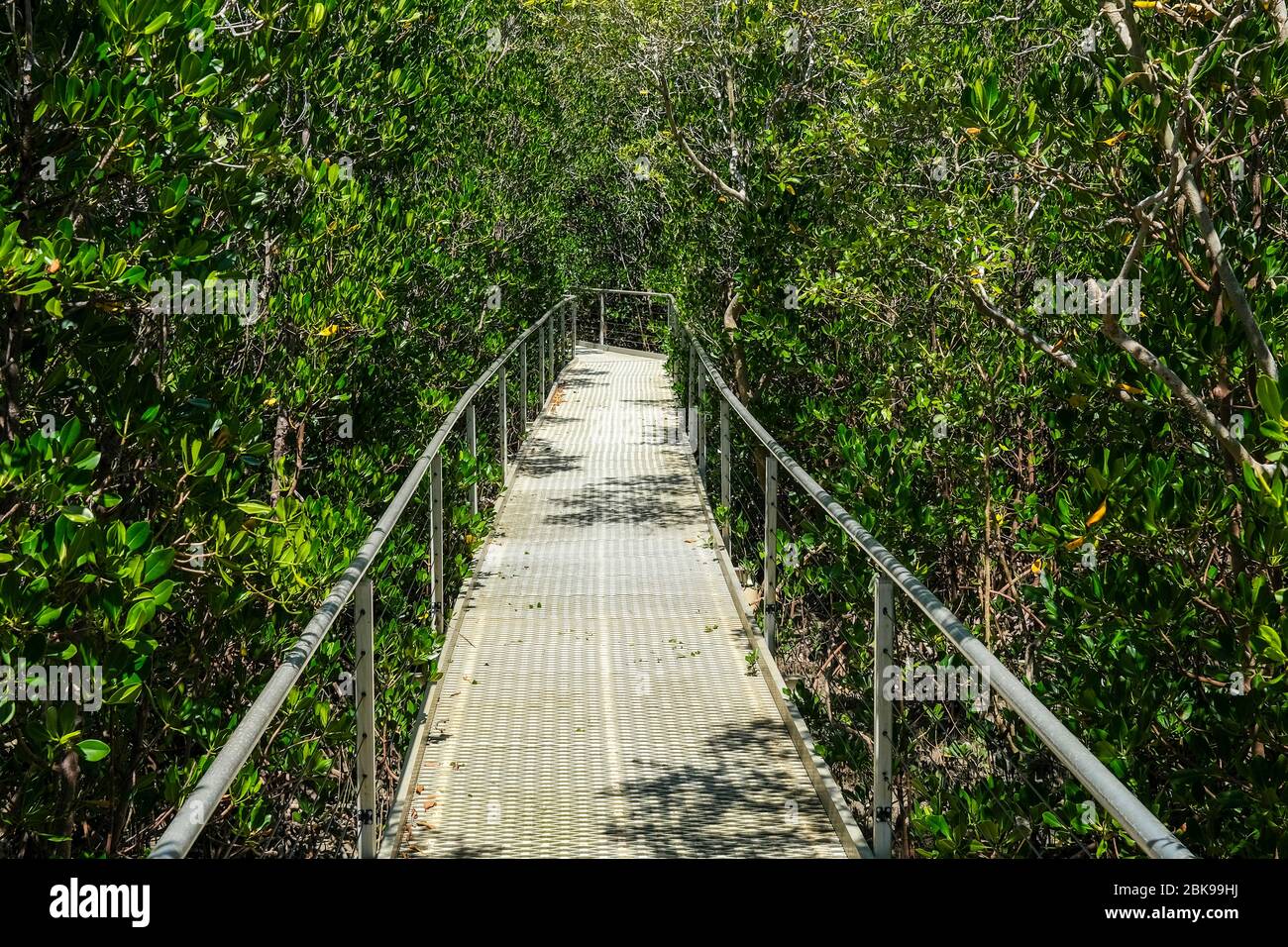 Die Mangrove Forest Board Walk am East Point in Darwin, Australien. Stockfoto