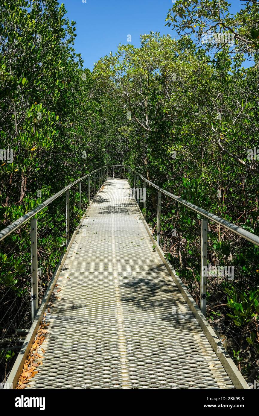 Der Mangrovenwald-Spaziergang am East Point in Darwin, Australien. Stockfoto