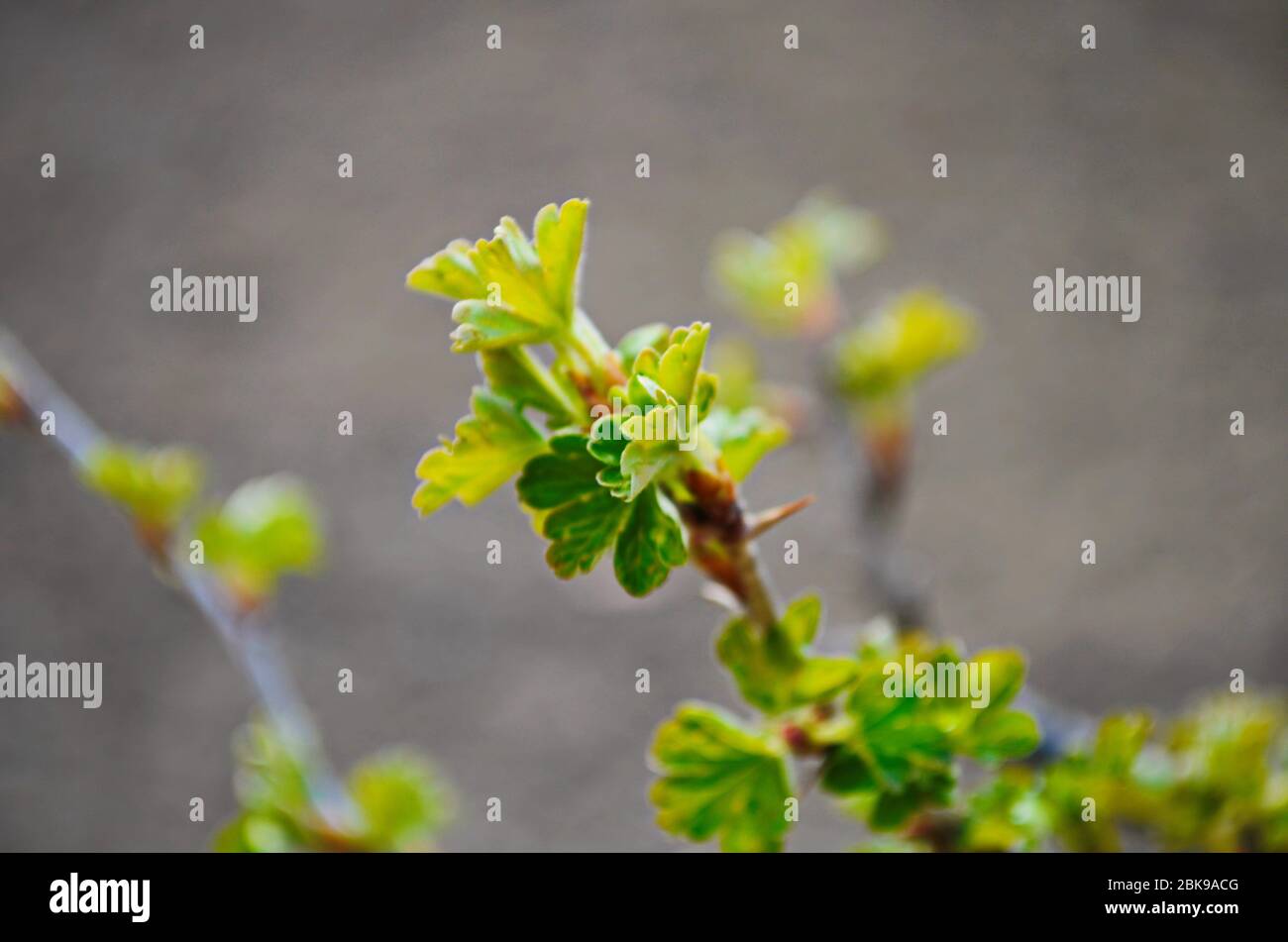 Blätter mit dornen Fotos und Bildmaterial in hoher Auflösung Alamy
