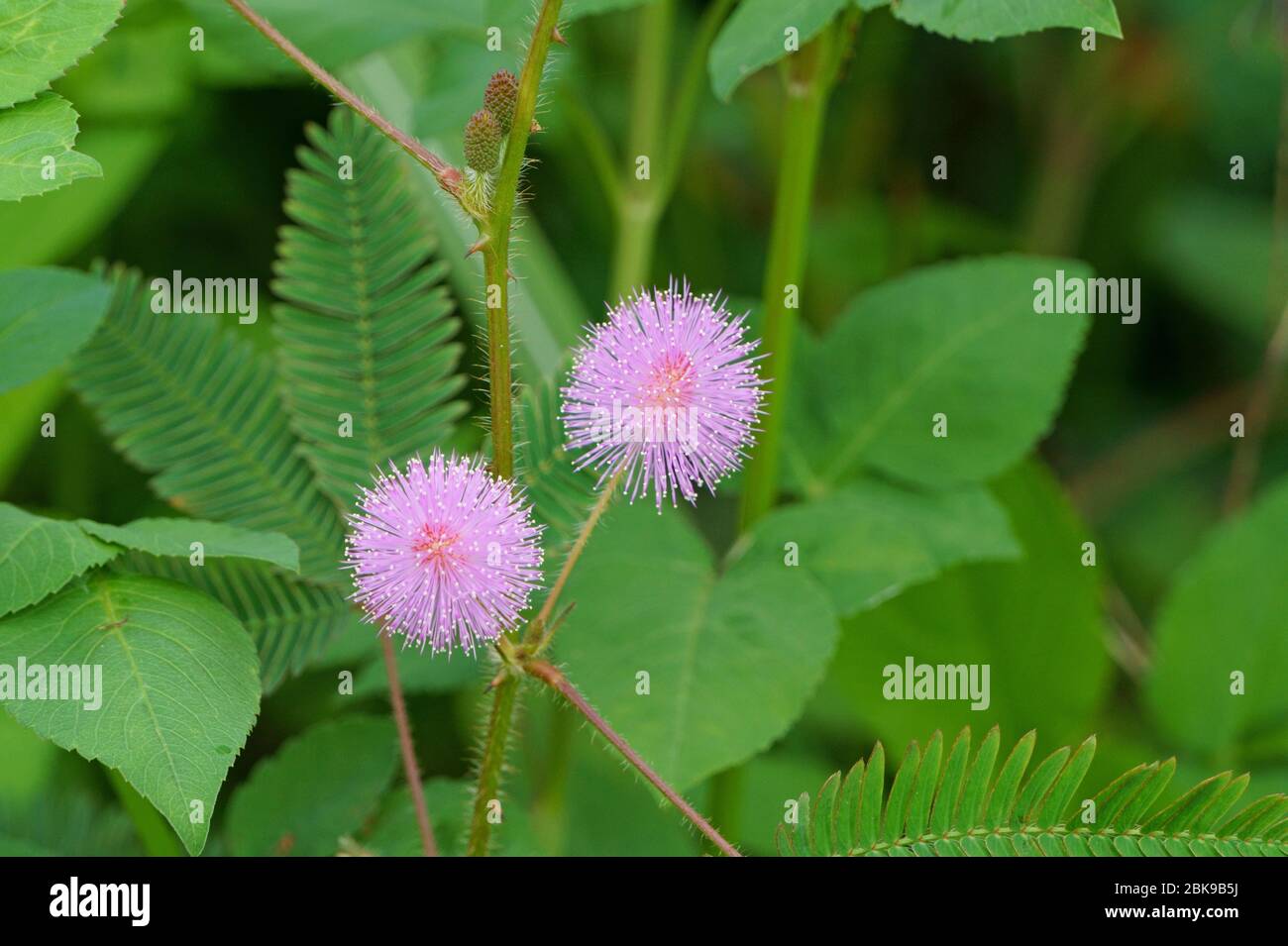 Rosa Mimosa pudica Blume auf grünen Blättern Stockfoto