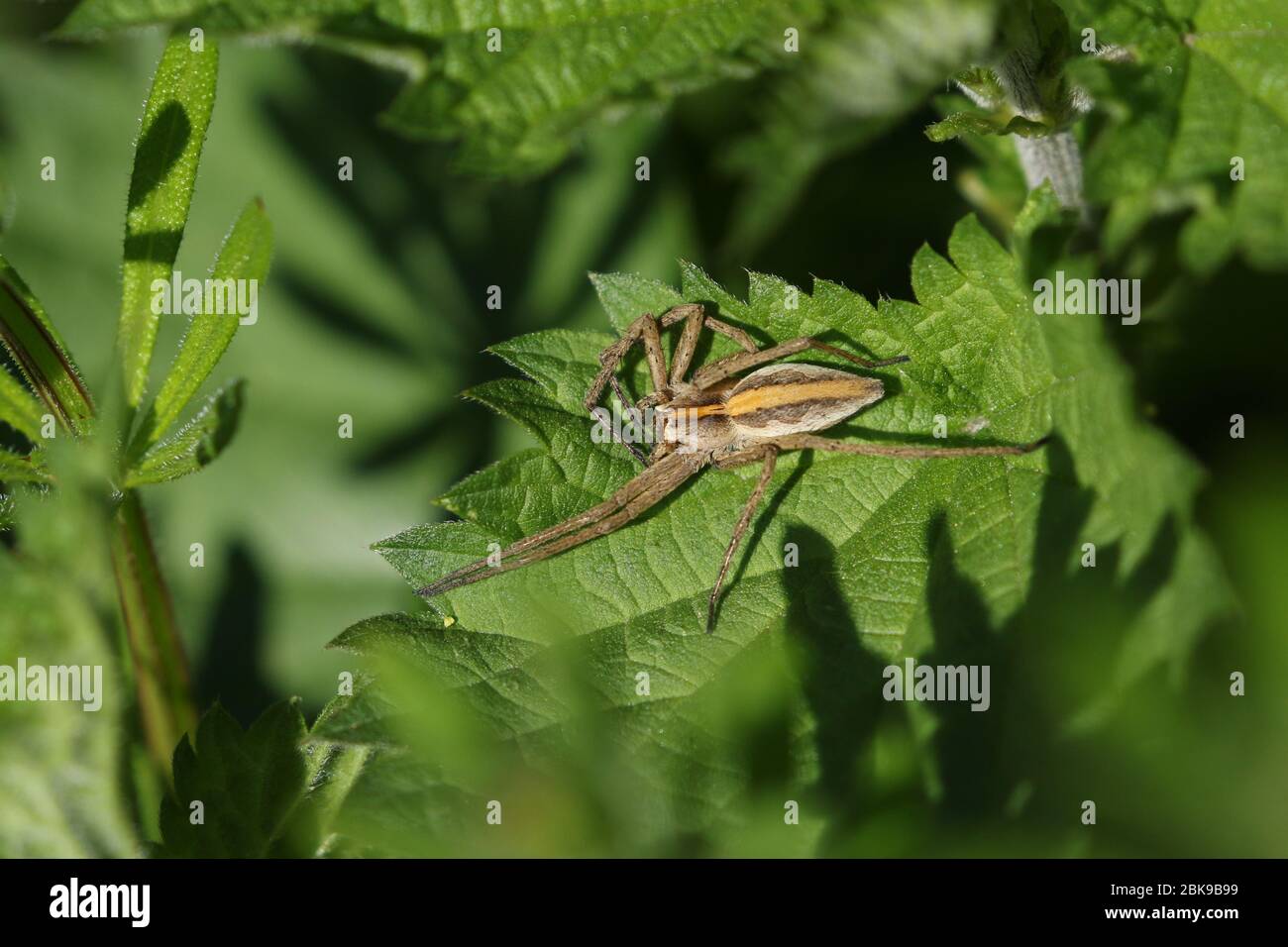 Eine Jagd Nursery Web Spider, Pisaura mirabilis, auf einem Brennnesselblatt im Frühling. Stockfoto