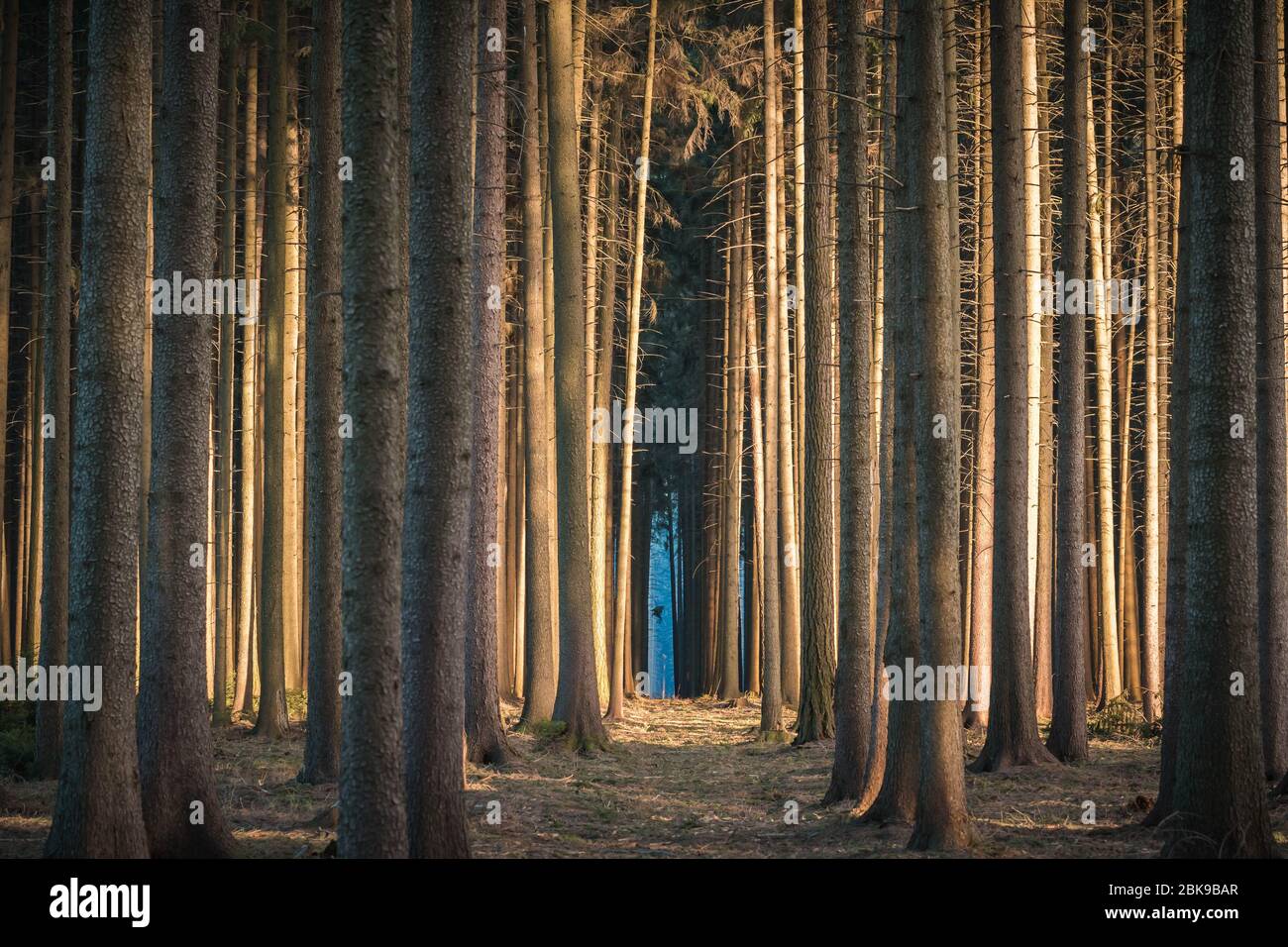 Beruhigende dunkle Waldszene mit dunklen und gruselig aussehenden Bäumen, von der Seite strahlende Sonne. Stockfoto