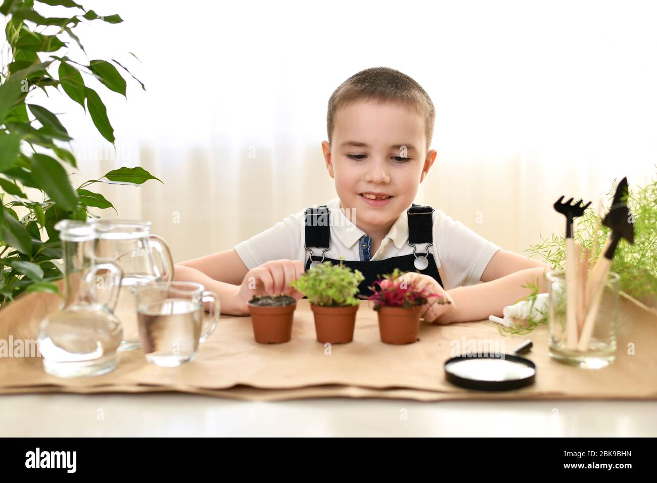 Das Kind wächst und pflegt Mikrogrüns. Der Junge sieht mit Freude und einem Lächeln auf die aufsteigenden Sprossen. Stockfoto
