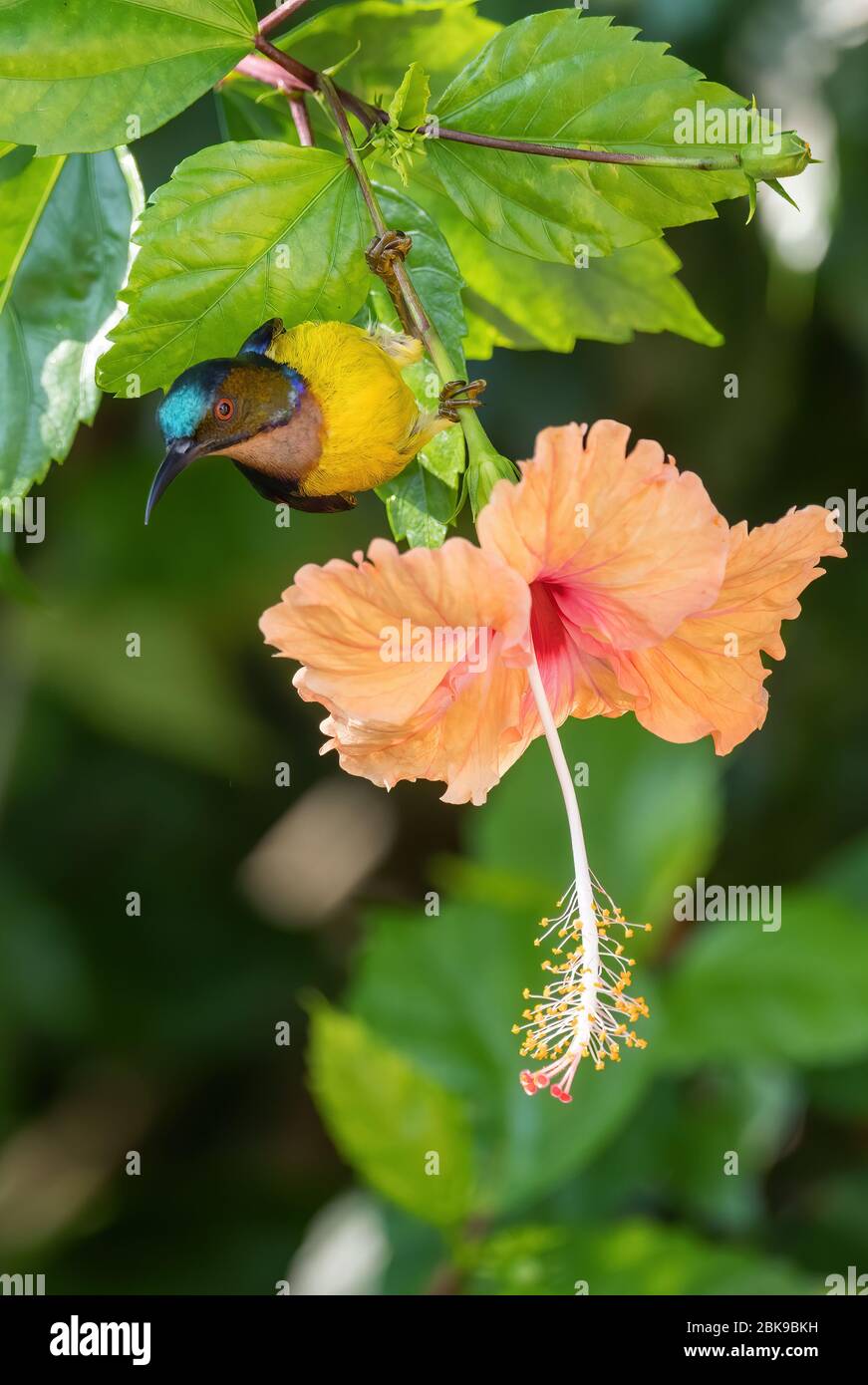 Einkehliger Sonnenvogel - Anthrreptes malacensis, schöner, farbenprächiger Sonnenvogel aus südostasiatischen Gärten und Wäldern, Pangkor Insel, Malaysia. Stockfoto
