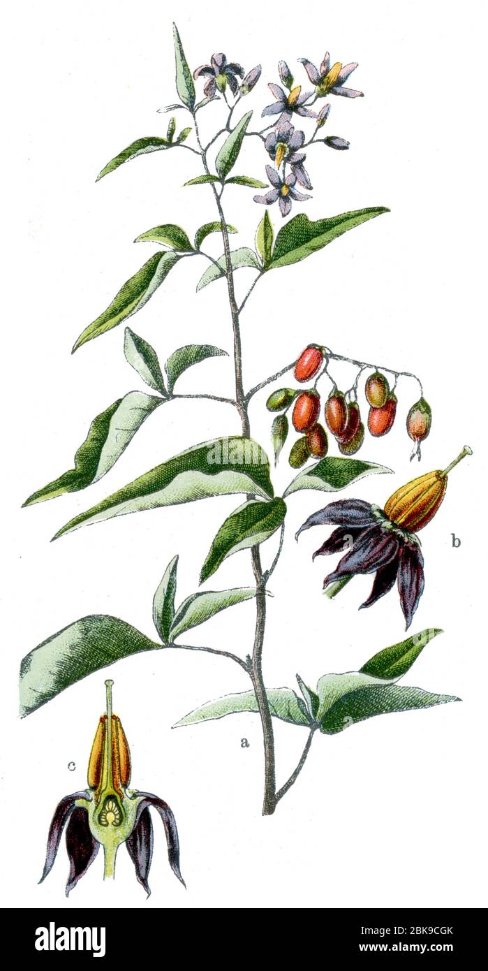 Bittersweet / Solanum dulcamara / Bittersüßer Nachtschatten (Botanik Buch, 1909) Stockfoto