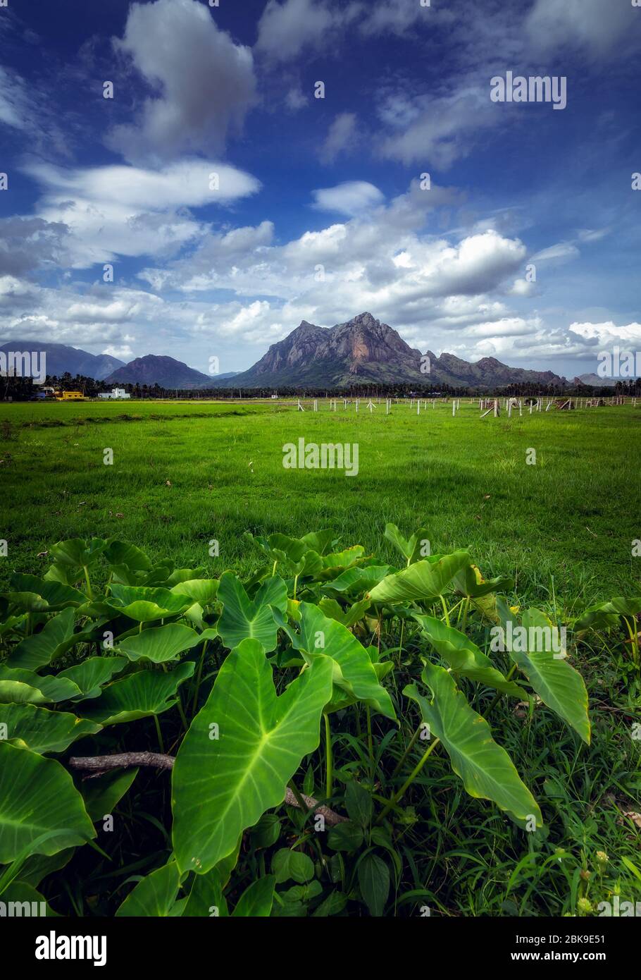 Schöne Landschaft in Kanyakumari Bezirk bei Tamil Nadu. Stockfoto