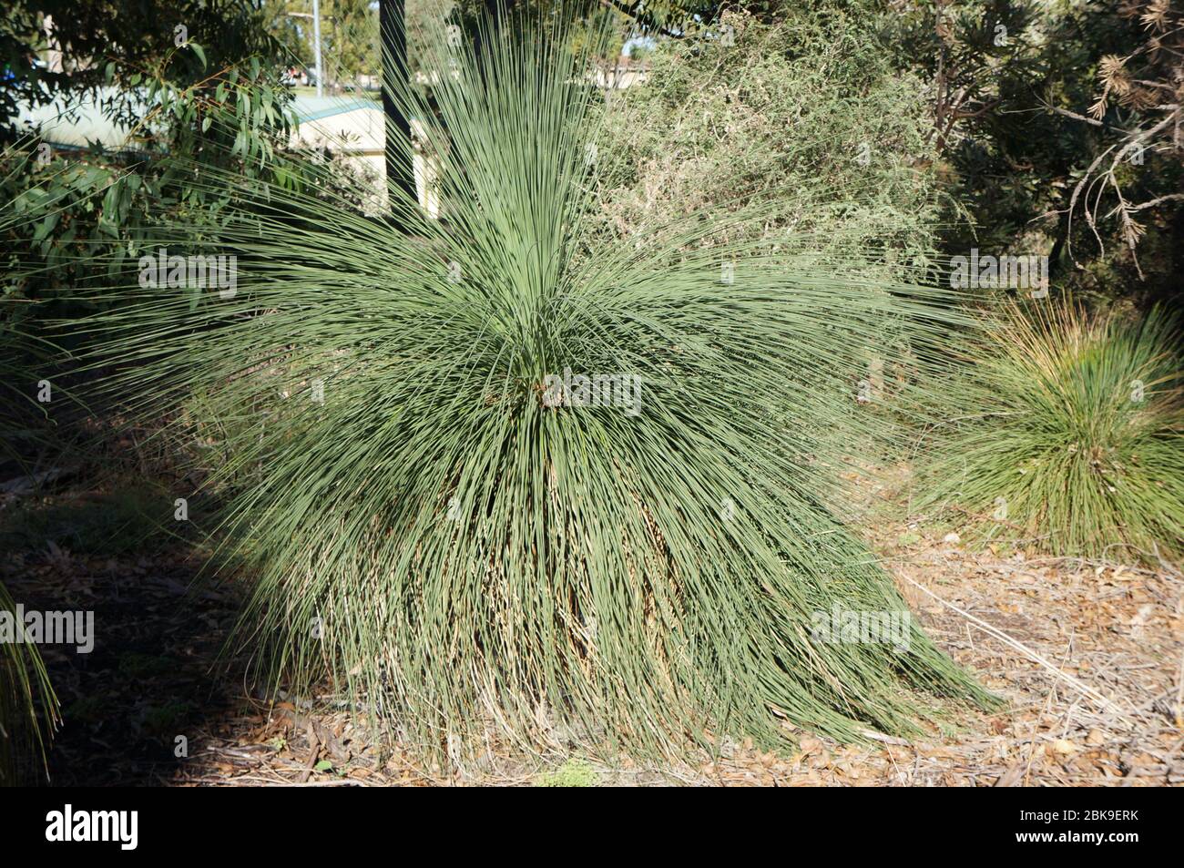 Xanthorrhoea australis Stockfoto