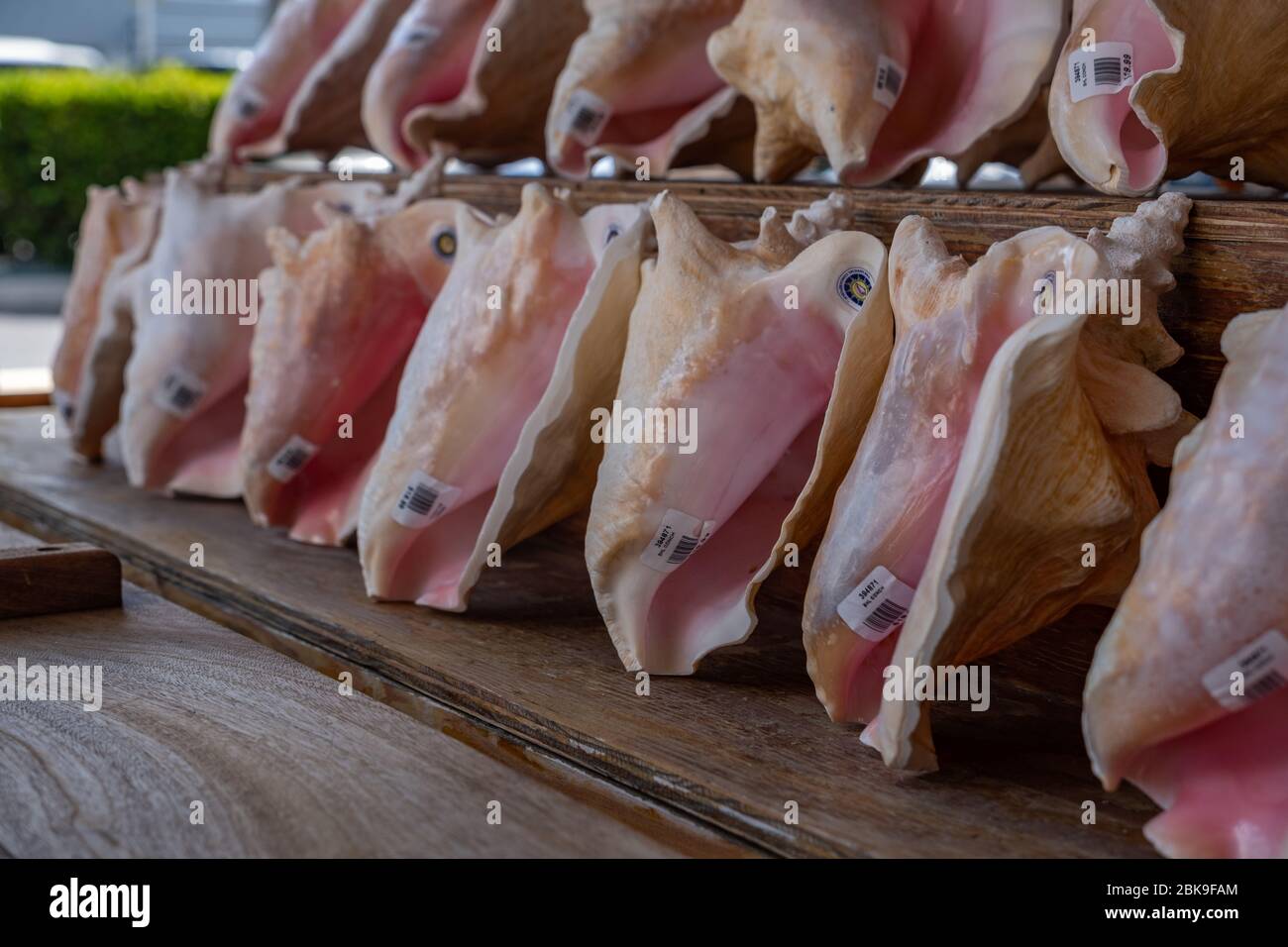Key West, Florida, US-November 7th, 2019:Conch Shell Stall am Mac's Sea Garden Stockfoto
