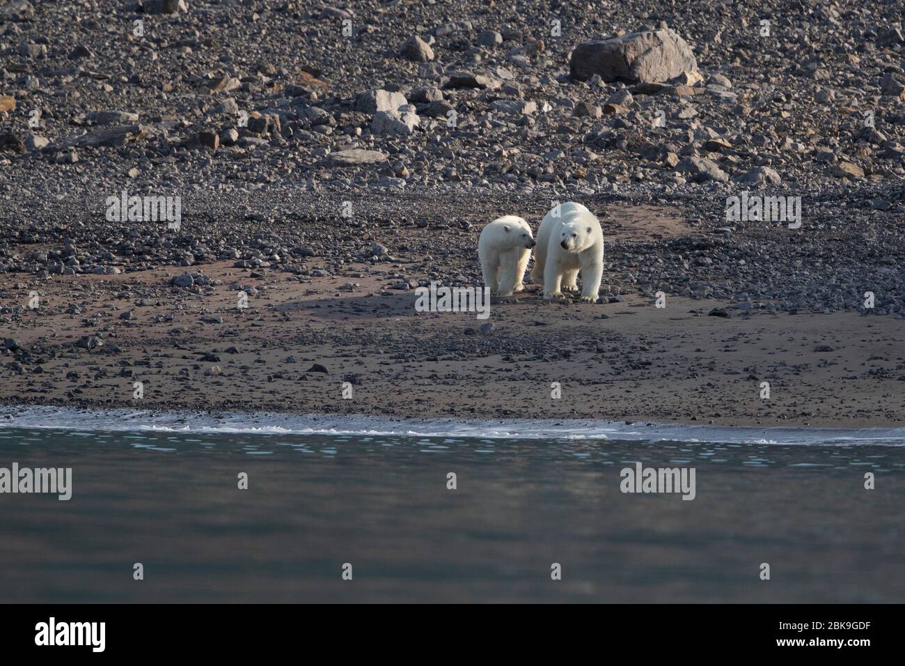 Eisbären auf Ellesmere Island, Kanada Stockfoto