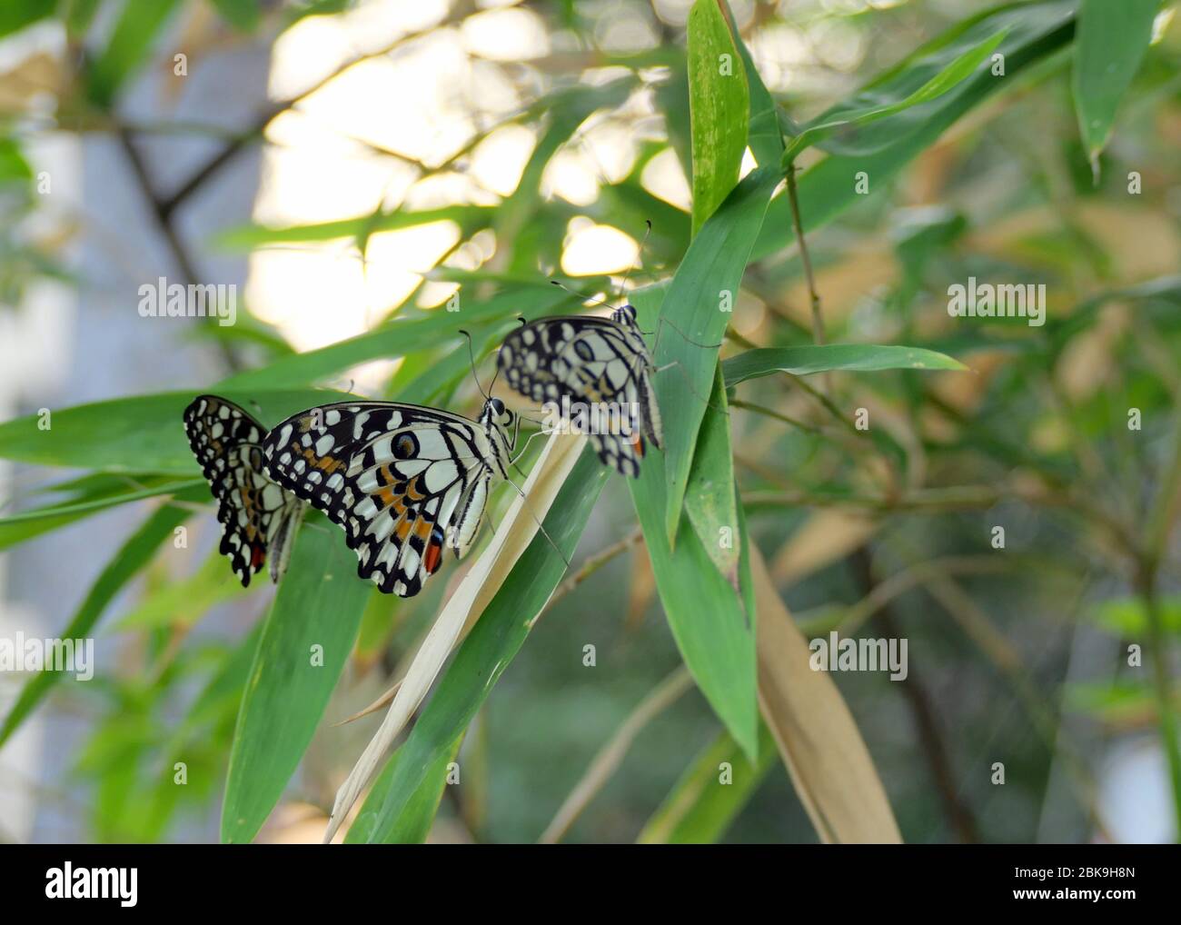 Drei schöne Lindenschmetterlinge, Zitronenschmetterling oder karierter Schwalbenschwanz (Papilio demoleus) auf Bambusbaum am Zaun Stockfoto