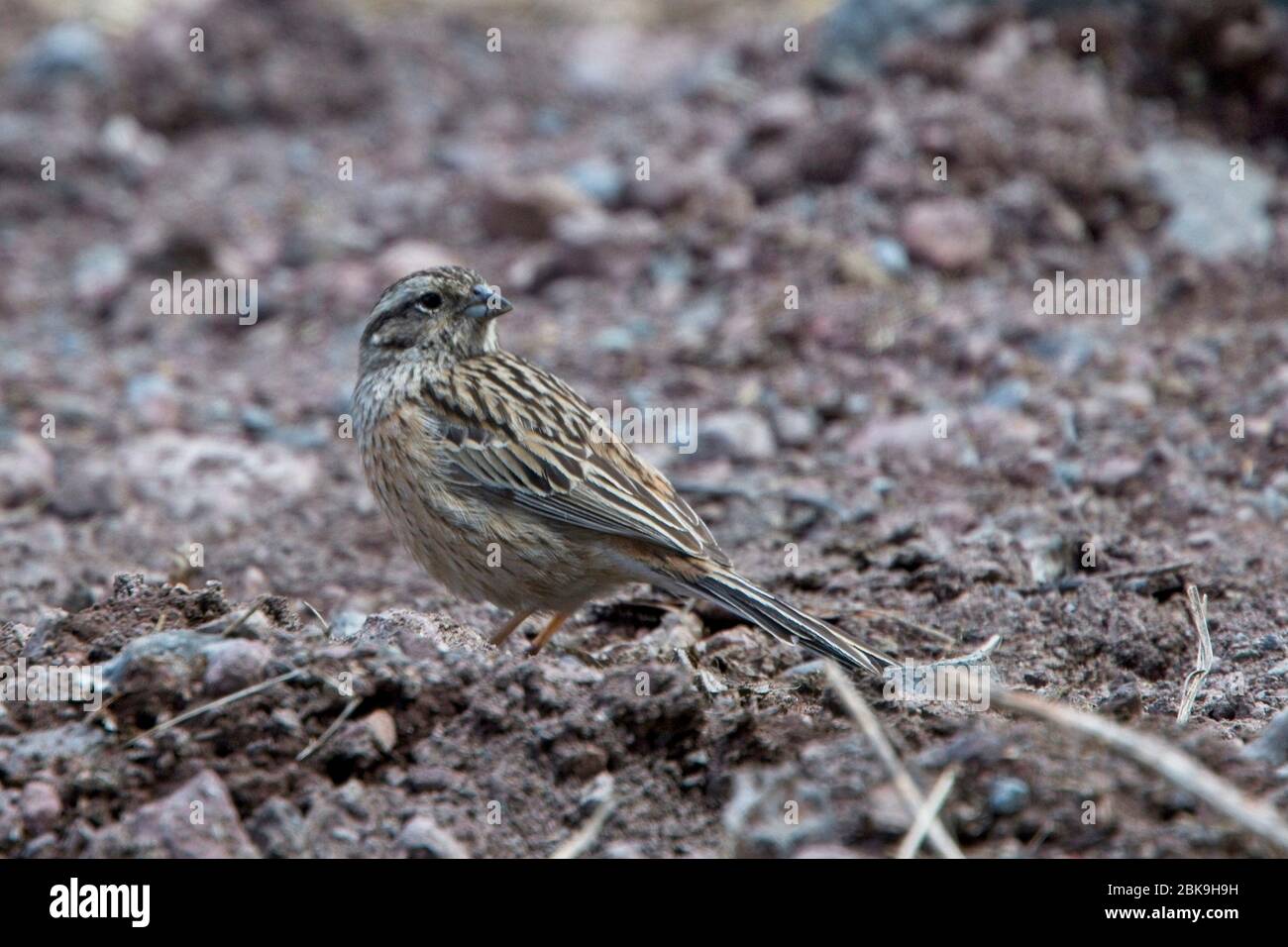 Rock Bunting (Emberiza cia), weiblich, Kazbegi National Park, Georgia. Stockfoto