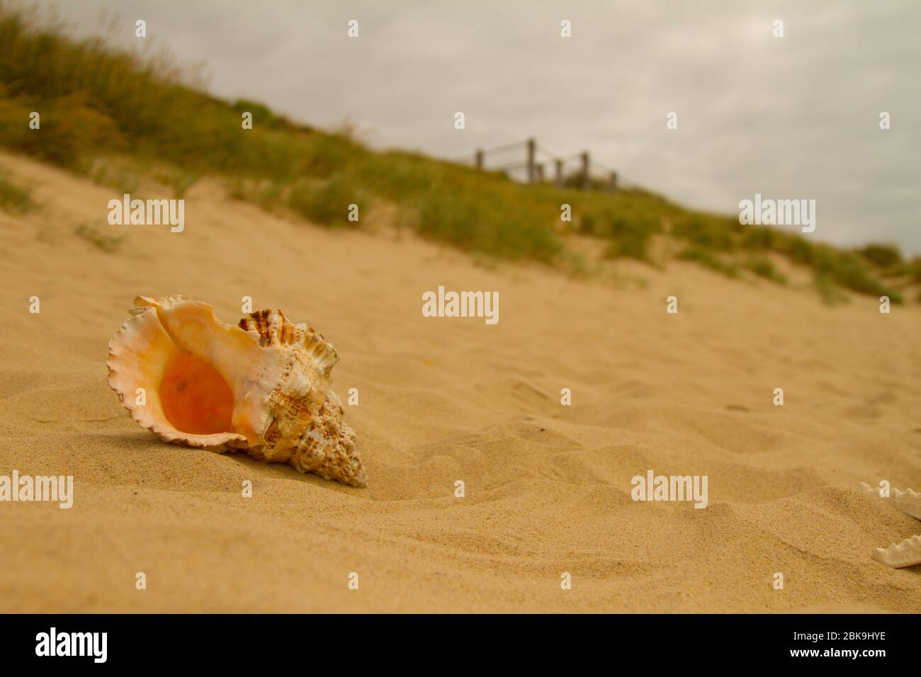 Eine Muschel liegt am Sandstrand an den Dünen von Southbourne Beach Stockfoto