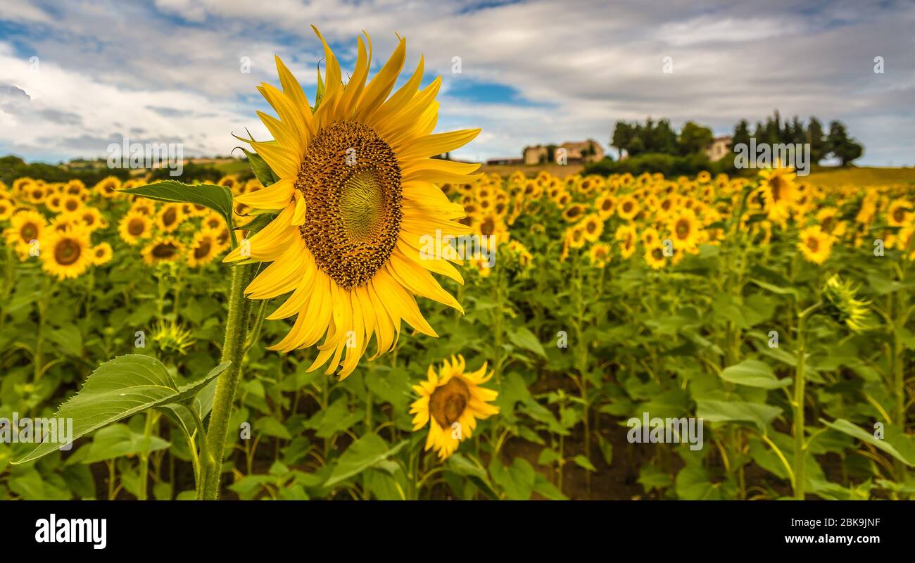Nahaufnahme einer Sonnenblume in einem Feld von Sonnenblumen in der Region Marken, Italien, Sommerlandschaft Mittelitaliens Stockfoto