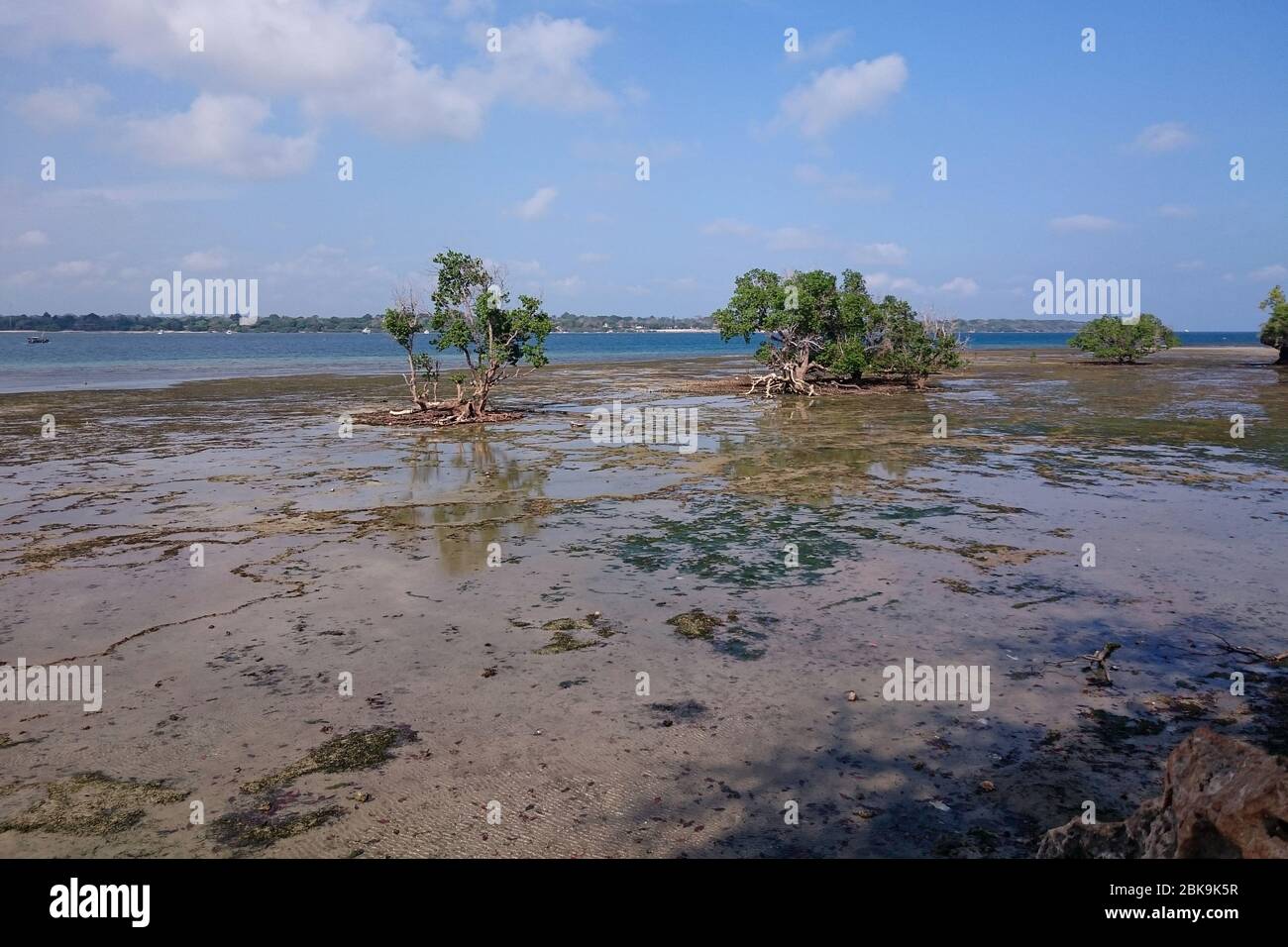 Mangrovenwald an der Küste des Kisite Mpunguti Marine Park, Mombasa, Kenia Stockfoto