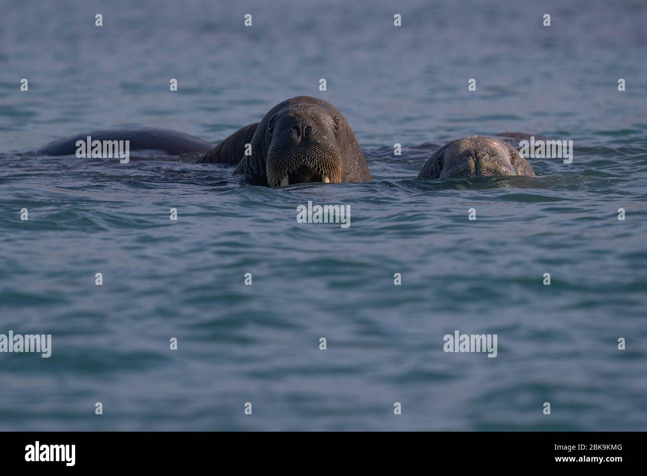 Zwei Walros schwimmen, Kanada Stockfoto