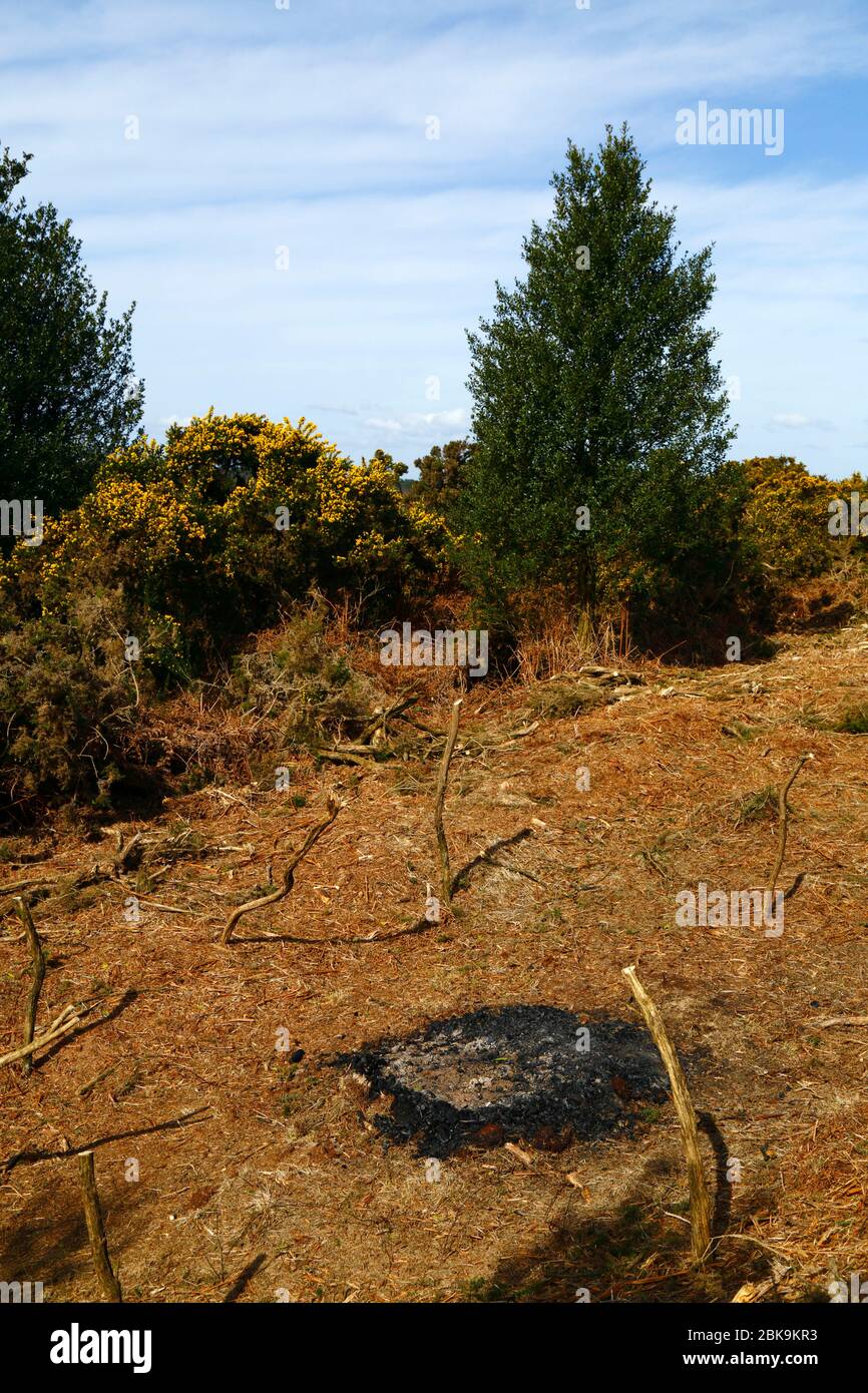 Glut of Fire und kürzlich Schnitt Gorse und Bracken, Teil des Management-Plan, um sie in Heidegebiet Lebensraum, Ashdown Forest, East Sussex, Großbritannien zu stoppen Stockfoto