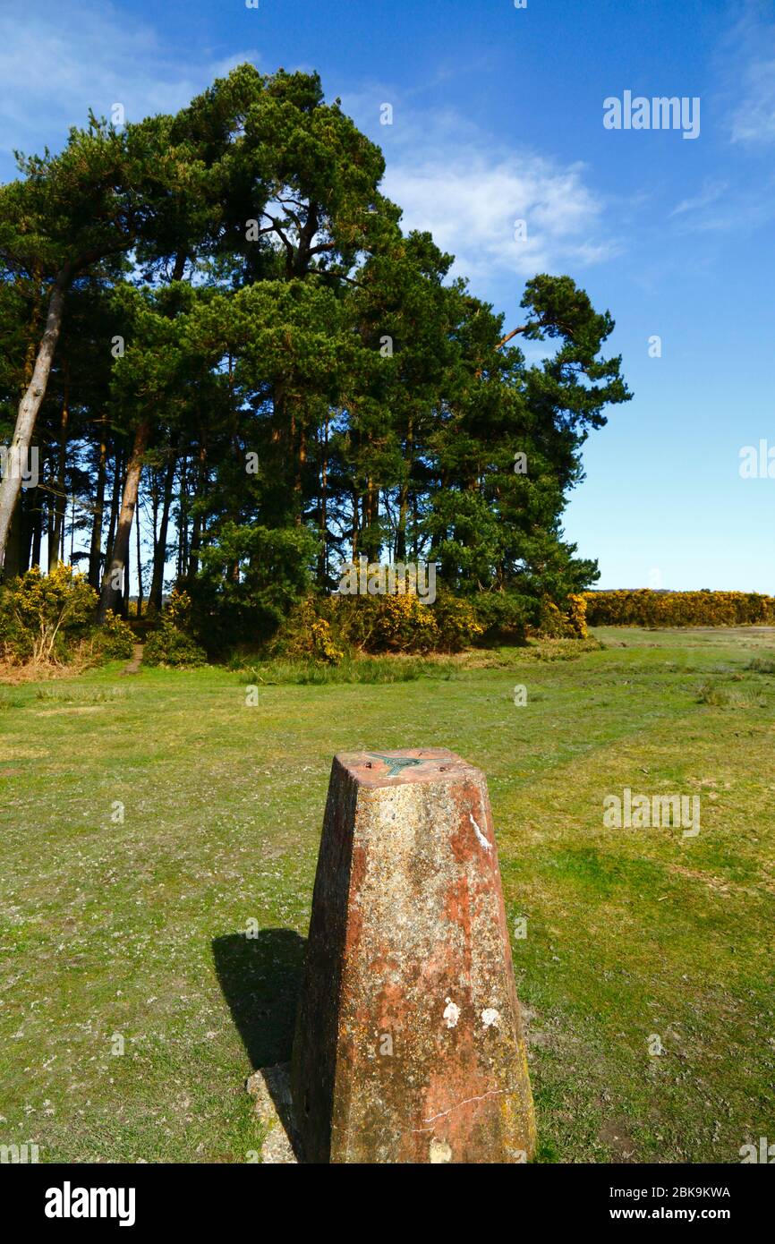 Trig Point und Klumpen von Kiefern (Pinus sylvestris) in Camp Hill, Ashdown Forest, East Sussex, England Stockfoto