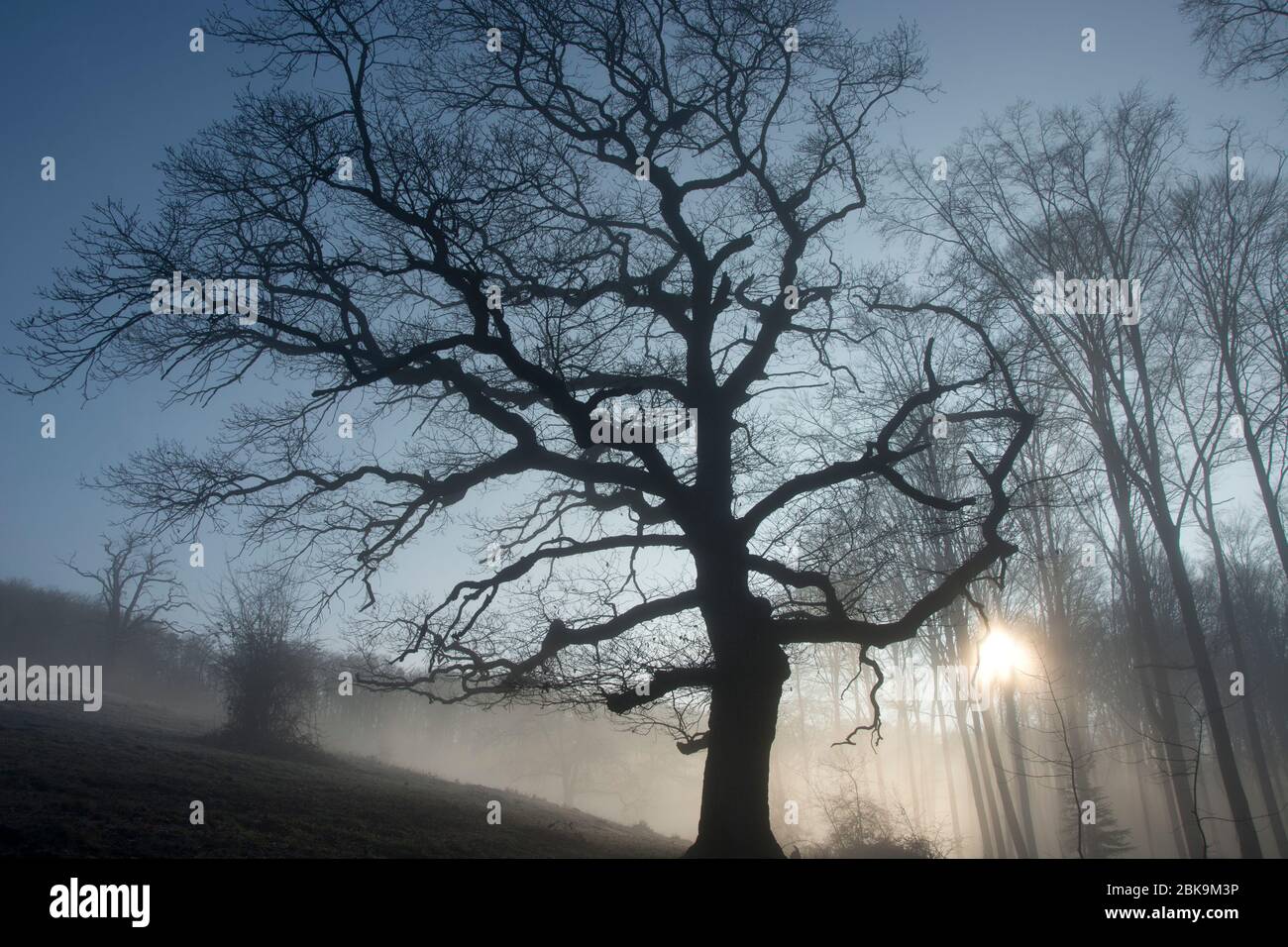 Riesige Eichen halb verhüllt im winterlichen Morgennebel Stockfoto