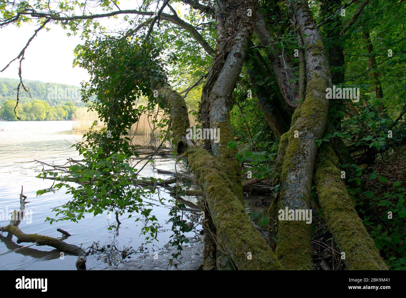 Auenwald und wichtiges Laichgebiet am Ufer des Rheins beim aargauischen Möhlin Stockfoto