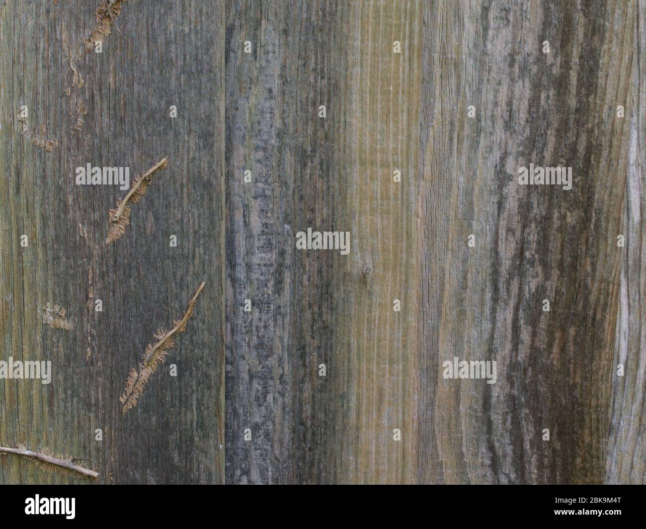 Alte abgenutzte Holzzaunwand mit Efeu-Wurzeln sichtbar Stockfoto