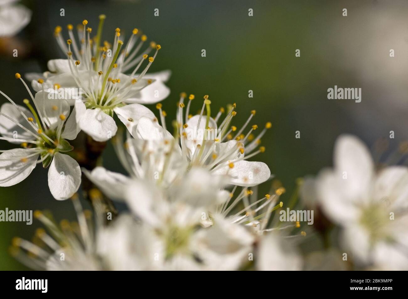 Blütenhaufen auf einem Weißdornbusch, lateinischer Name Crataegus monogyna, blühend im Frühling. Stockfoto