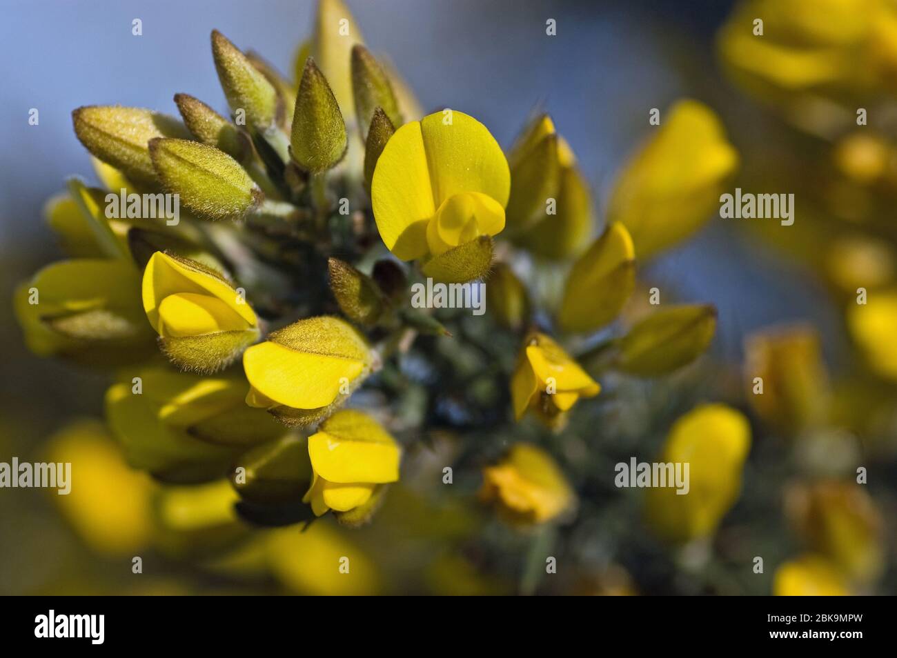 Frühlingsblumen auf dem Besen, lateinischer Name Cytisus scoparius. Hampshire Heide, Frühling. Stockfoto