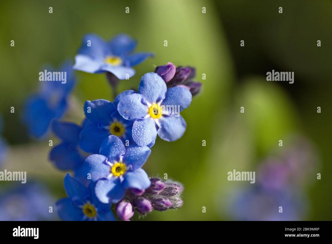 Nahaufnahme einer blauen Vergissmeinnicht-Blume, lateinischer Name myosotis sylvatica, mit Platz für Kopie. Stockfoto