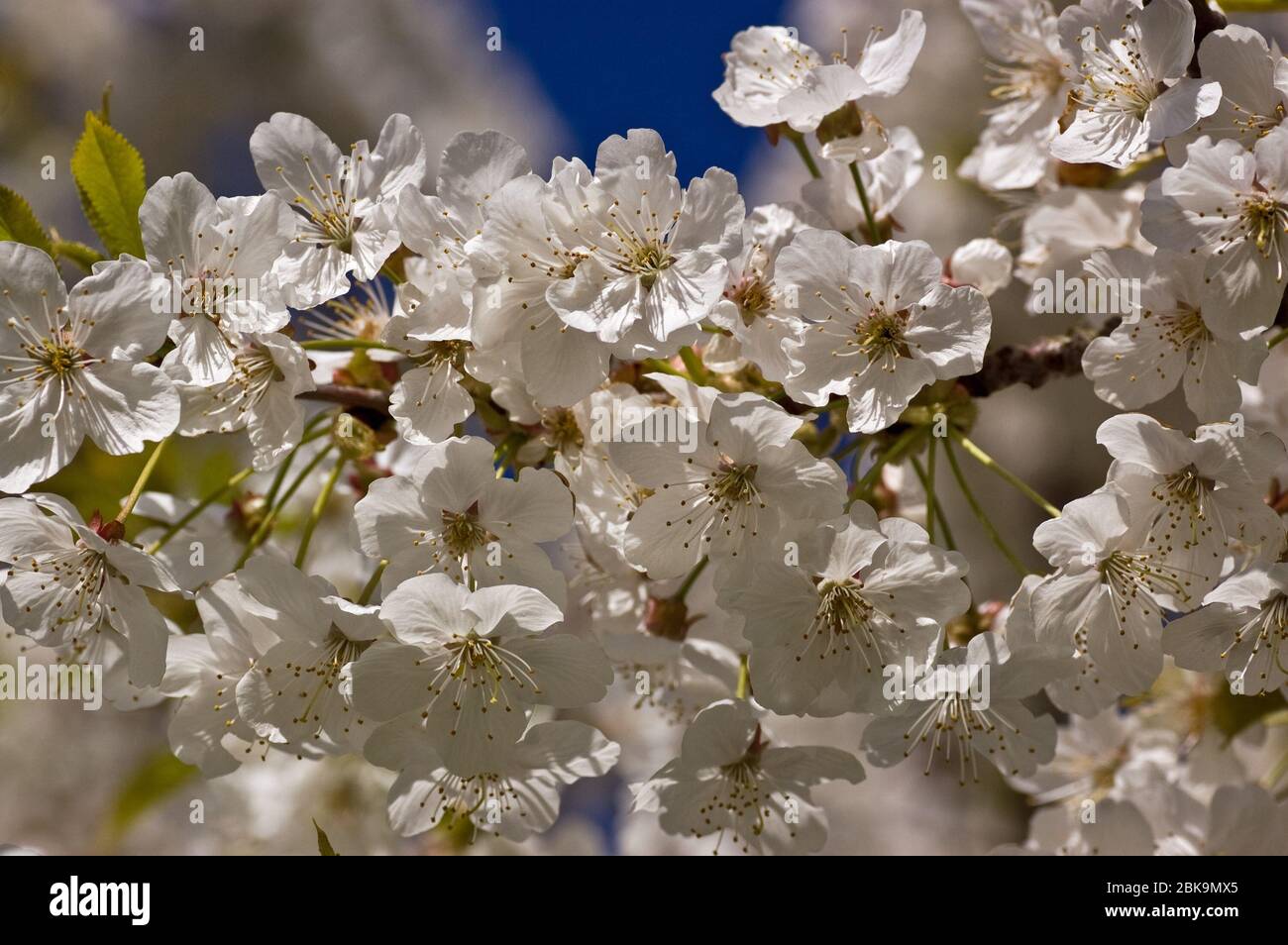 Nahaufnahme der weißen Blüte auf einem Kirschbaum. Stockfoto