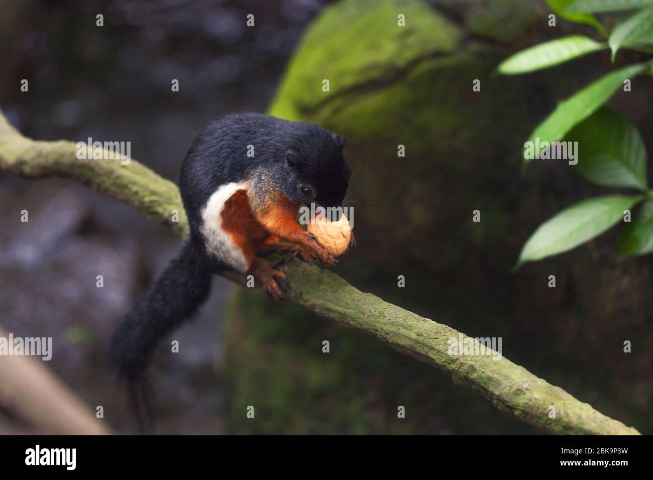 Das dreifarbige asiatische prevost-Eichhörnchen sitzt auf einem Stumpf in einem Regenwald und nagt eine Nuss. Nahaufnahme Tier. Stockfoto