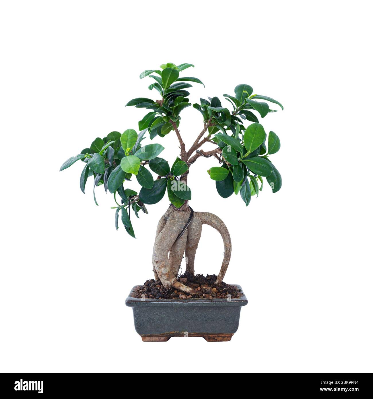 ficus Ginseng Bonsai in einem alten chinesischen Keramiktopf, isoliert auf weißem Hintergrund für Ihr Design Stockfoto