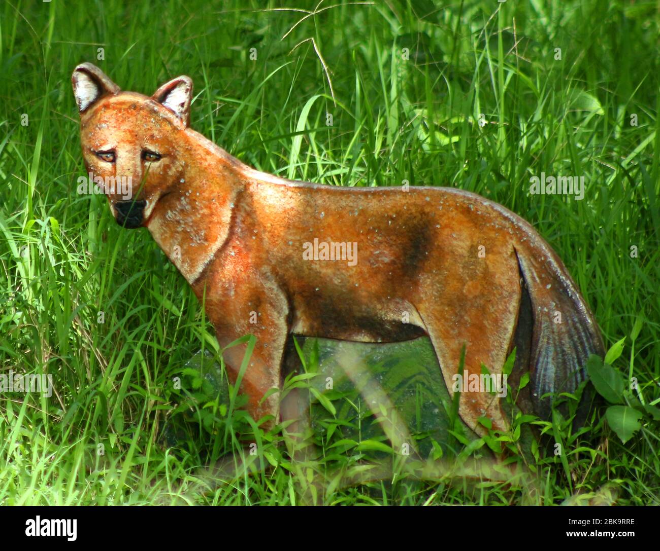 Kerala, Indien - 2. Juni 2018 - Wolfsbild in einem Brett im parambikulam Waldreservat Stockfoto