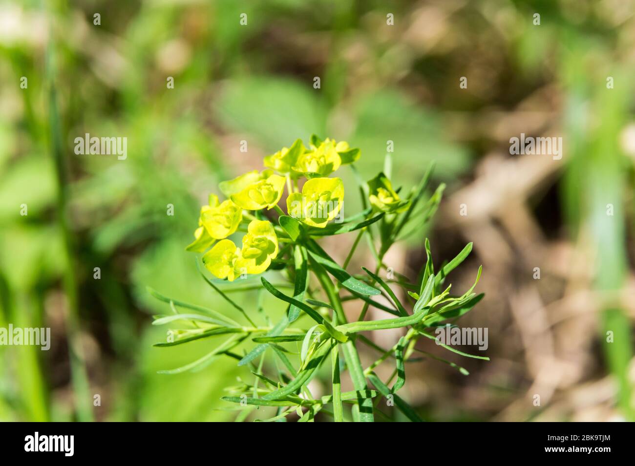 Zypressen-Spurge blühende Euphorbia cyparissia Stockfoto